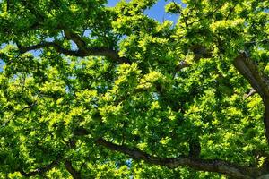 Tree canopy with lush green leaves photo