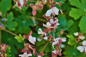 Bee Collecting Nectar from Flowers photo
