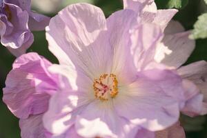Light purple hibiscus flower in full bloom photo