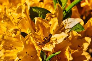Yellow azalea flowers in full bloom photo