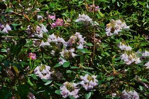 Blooming Rhododendron Flowers photo