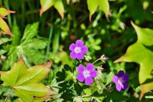 Purple Flowers in Garden photo