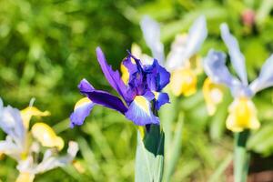Purple iris flower in full bloom photo