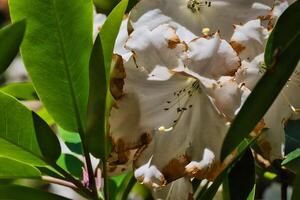 White flower with brown edges and green leaves photo