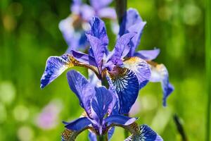 Close-up of a vibrant purple iris flower photo