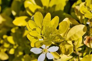 White flower amidst yellow-green leaves photo