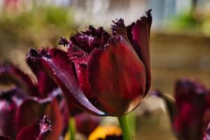 Dark purple fringed tulip close-up photo