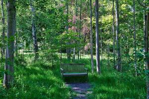 Wooden Bench in a Serene Forest photo