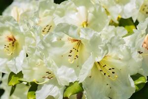 blanco rododendro flores en lleno floración foto