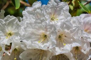 blanco rododendro flores en lleno floración foto