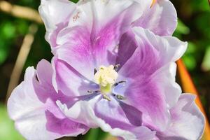 Purple and white tulip in full bloom photo