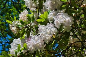 White rhododendron flowers in full bloom photo