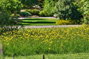 Lush garden with yellow wildflowers photo