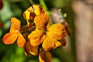 Vibrant Orange and Yellow Flowers in Bloom photo