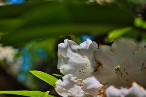 Close-up of white flowers with green leaves photo