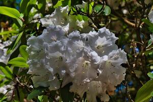 White rhododendron flowers in full bloom photo