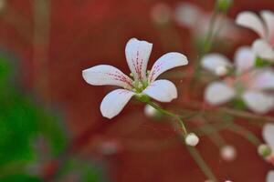 Delicate white flower with pink streaks photo