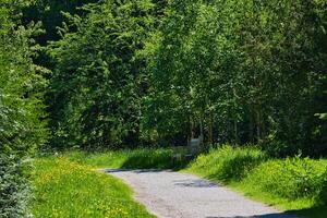 Serene forest path with wooden bench photo
