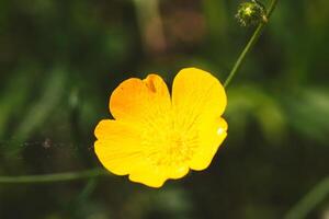 Yellow Buttercup Flower Close-Up photo