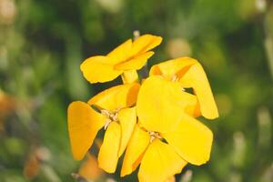 Bright yellow flowers close-up photo