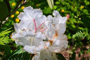 blanco rododendro flores con rosado estambres foto