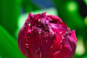 raído rojo tulipán de cerca foto