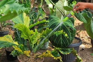 Hand holding a garden hose and watering a green garden. Watering plants in the yard photo