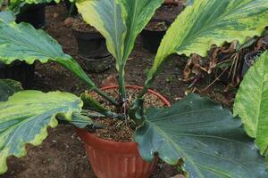 parte superior ver de vástago de anturio plowmanii planta o gelombang cinta creciente en maceta. naturaleza antecedentes foto