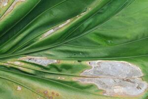 background texture green leaf structure macro photography photo