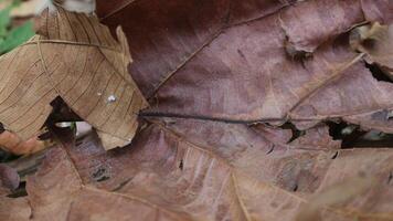 background texture brown teak leaf fiber for creative banner design or greeting card photo