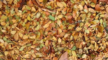 autumn leaves background. Outdoor. Colorful background image of fallen autumn leaves. Space for text photo