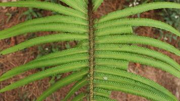 Young fern green leaves in spring and pine needles background in bright sunlight. photo