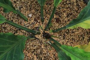 parte superior ver de vástago de anturio plowmanii planta o gelombang cinta creciente en maceta. naturaleza antecedentes foto