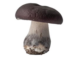 Isolated mushroom image png