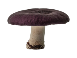 Isolated mushroom image png