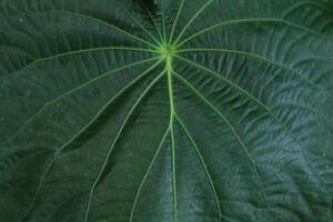 background texture green leaf structure macro photography photo