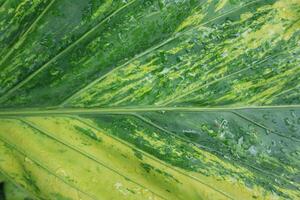 background texture green leaf structure macro photography photo