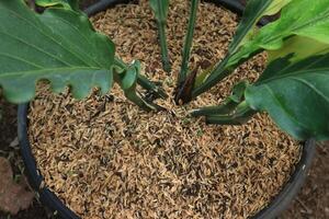 Top view of stem of anthurium plowmanii plant or gelombang cinta growing in pot. Nature background photo