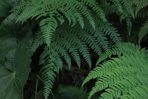 Beautiful fern leaves green foliage in the forest, Close up of beautiful growing ferns in the forest photo