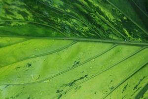 background texture green leaf structure macro photography photo