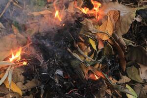Close up of dry leaves burning on the ground in the forest, pollution of the environment concept photo