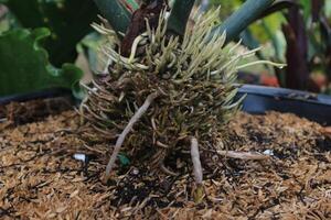 anturio plowmanii planta raíces creciente en un maceta. naturaleza antecedentes foto