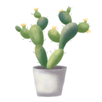 Cactus in a pot, hand-drawn png