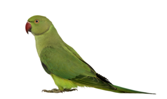 Side view of a Rose-ringed Parakeet, Psittacula krameri, also known as Ring-necked Parakeet against png