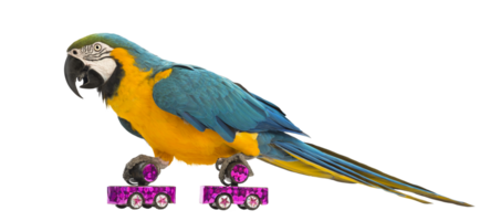 Blue-and-yellow Macaw, Ara ararauna, 30 years old, roller skating in front png