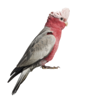 peito rosado cacatua sentado png