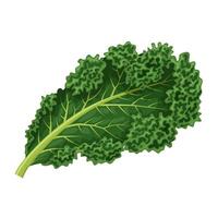 Illustration of kale, also called borecole, and curly cabbage, isolated on white background. vector