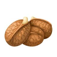 Illustration of breadnut seeds, scientific name Artocarpus camansi, isolated on white background. vector