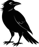 crow on a white background vector
