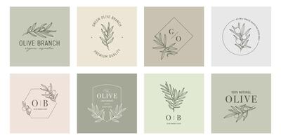 Olive label templates set with olive branches on color backgrounds in minimal linear style. leaves and olive fruits. Greenery plants and simple frames. vector